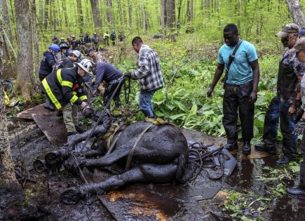 Rescatan a dos caballos que se habían quedado atascados en el lodo durante horas en Connecticut