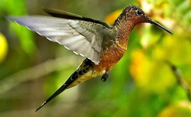 ¿Qué plantas atraen colibríes al jardín?