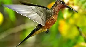 ¿Qué plantas atraen colibríes al jardín?