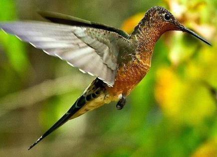 Descubrimiento de dos especies de colibrí gigante en América del Sur