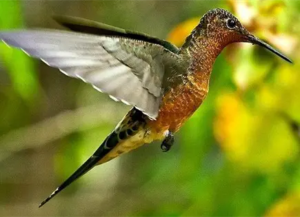¿Qué plantas atraen colibríes al jardín? ¿Qué plantas atraen colibríes al jardín?