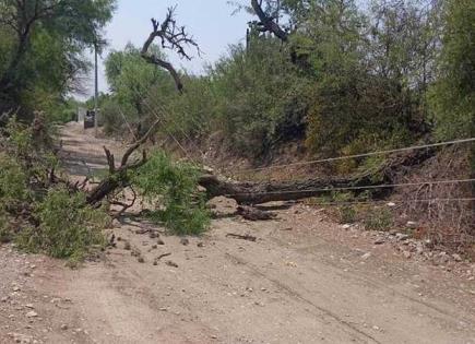 Se desploma árbol; deja sin luz a familias Se desploma árbol; deja sin luz a familias