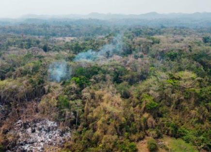 Actualidad sobre los incendios forestales en Veracruz