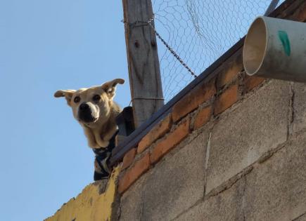 Evidencian dos casos de maltrato animal en Soledad