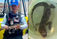 Rescate exitoso de un caim&aacute;n en Monterrey