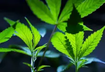 Reclasificación de la Marihuana en EE. UU. Reclasificación de la Marihuana en EE. UU.