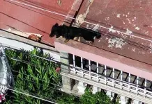 Recomiendan evitar golpe de calor a mascotas