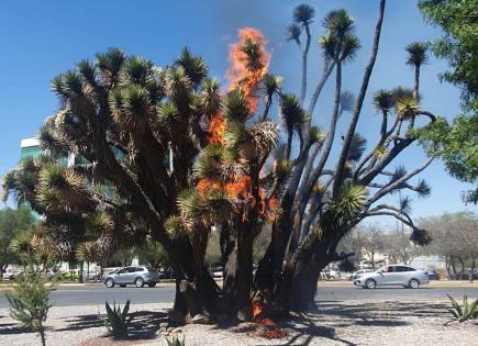 Arde palma en Salvador Nava y Mariano Jim&eacute;nez