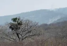 Incendio en Ciudad Valles se extiende en tres comunidades