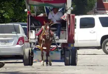 Sustituir&aacute;n 62 animales de tiro por veh&iacute;culos recolectores