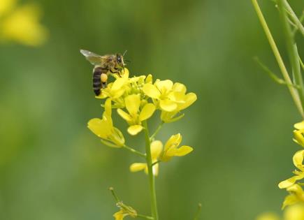 Proyecto Bee: Conservación de abejas y polinizadores en México