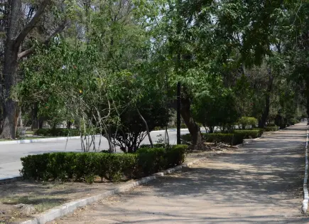 Parque de Morales avanza con proyecto de reforestación y arboretum