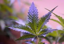 Estudio revela cambio en consumo de marihuana y alcohol en EEUU