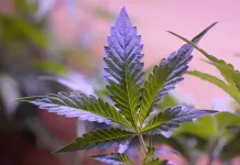 Estudio revela cambio en consumo de marihuana y alcohol en EEUU