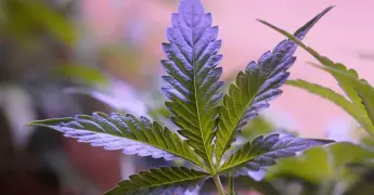 Destrucción de plantío de marihuana en Guadalupe y Clavo, Chihuahua