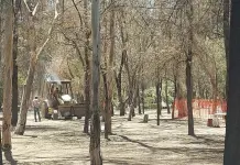Niega Seduvop derribo de &aacute;rboles vivos en parque de Morales
