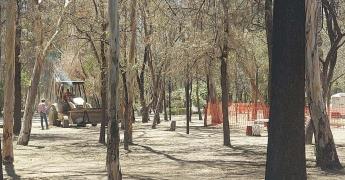 Niega Seduvop derribo de árboles vivos en parque de Morales