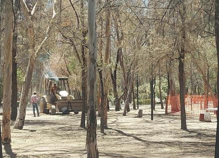 Niega Seduvop derribo de árboles vivos en parque de Morales