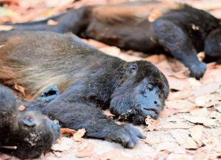 Acciones de Semarnat para determinar muerte de primates en México