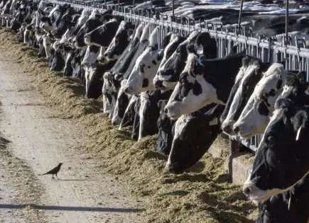 Unión Ganadera de Morelos alerta sobre tuberculosis y brucelosis en ganado bovino