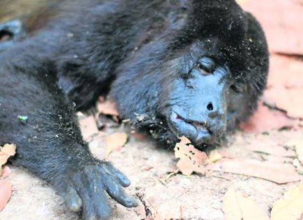 Crisis de Monos Aulladores en Tabasco por Ola de Calor