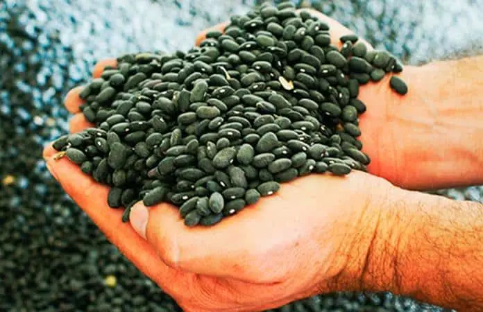 México registra aumentos récord en importación de granos
