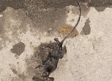 Aparición de ratas muertas alarma al Centro Histórico