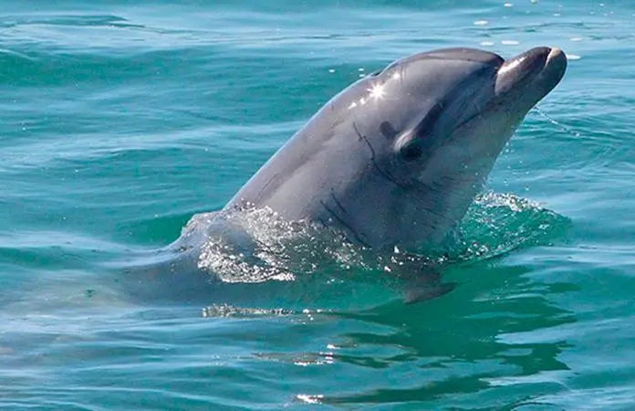 Muere delfín Mincho en Cancún; Profepa ordena necropsia