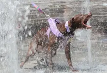 Ola de Calor en México: Impacto y Pronóstico