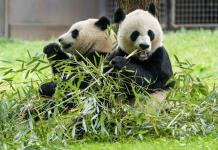 Llegada de nuevos pandas gigantes al Zoo Nacional de Washington