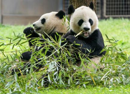 Llegada de nuevos pandas gigantes al Zoo Nacional de Washington