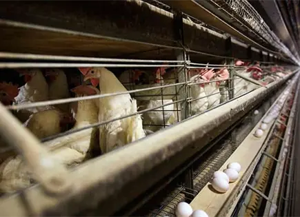 Secretar&iacute;a de Econom&iacute;a analiza cierre de importaci&oacute;n libre de pollo