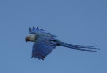 Conservación y desafíos del guacamayo de Spix en Brasil