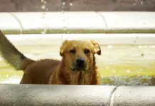 Foto del Día: Chapuzón en San Francisco