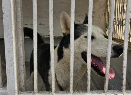 Rescate de perro desnutrido en Texcoco por autoridades