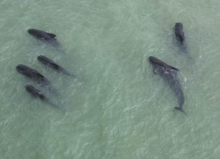 Veintena de ballenas piloto varadas en Brasil en un episodio atípico