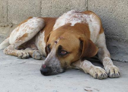 Habitantes piden una razzia canina