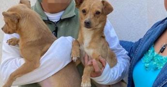 Invitan a adoptar perritos rescatados en Soledad ¿Qué se necesita?