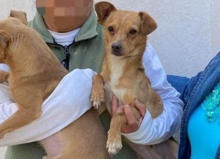 Invitan a adoptar perritos rescatados en Soledad ¿Qué se necesita?