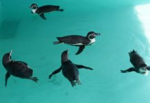 Llegada de pingüinos de Humboldt al Centro de Conservación de la Vida Silvestre de Chapultepec