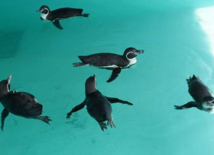 Llegada de pingüinos de Humboldt al Centro de Conservación de la Vida Silvestre de Chapultepec