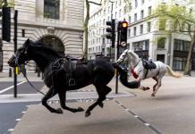 Recuperación de caballos militares en Londres