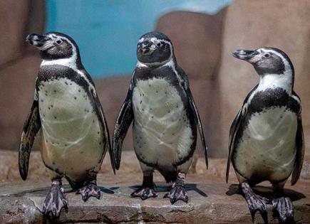 Llegan cinco pingüinos de Japón a Chapultepec