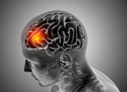 Estudio sobre el plegamiento cerebral y la proteína Cux2