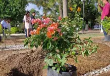 Jornadas de Reforestación en Álvaro Obregón 2024 Jornadas de Reforestación en Álvaro Obregón 2024