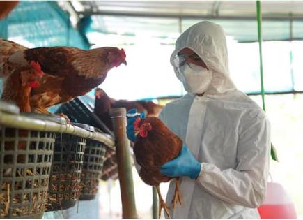 Reporta EU primera muerte por gripe aviar H5N1