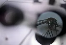 &iquest;C&oacute;mo evitar proliferaci&oacute;n del mosquito transmisor del dengue?