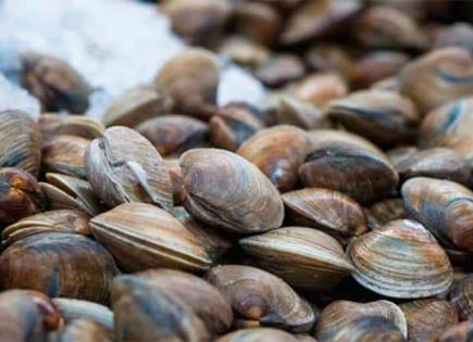 Suspenden venta de almeja y ostión por toxina marina en BCS