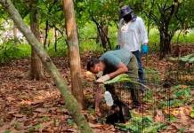 Tragedia en Tabasco: Muerte de 217 monos saraguato