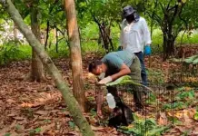 Tragedia en Tabasco: Muerte de 217 monos saraguato